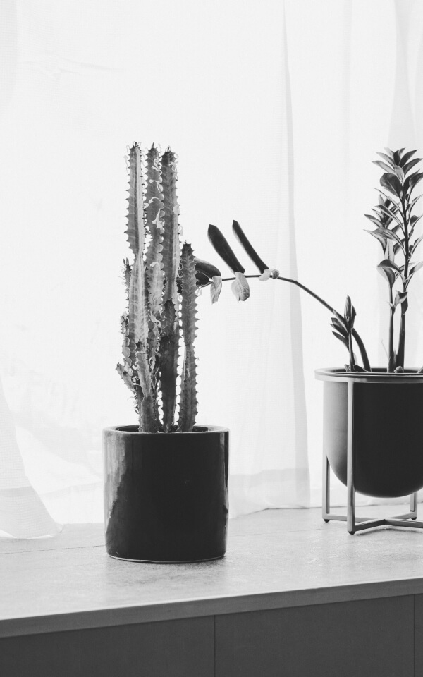 窓際に飾ってある植物