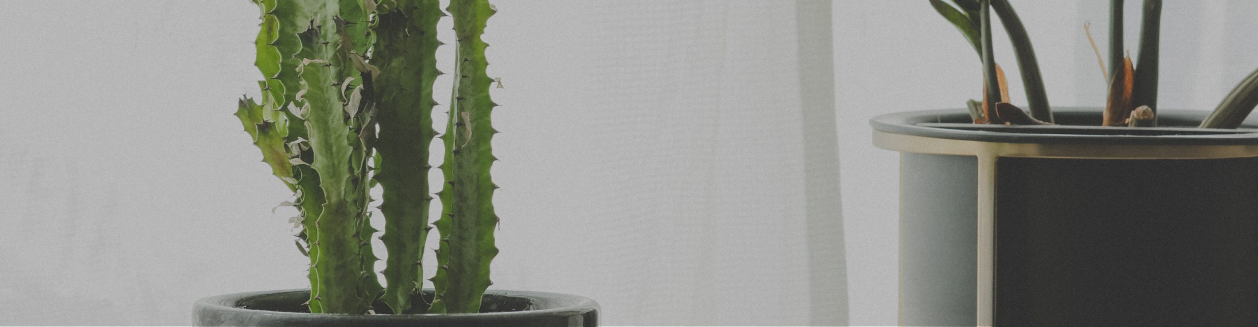 お知らせのサムネイル